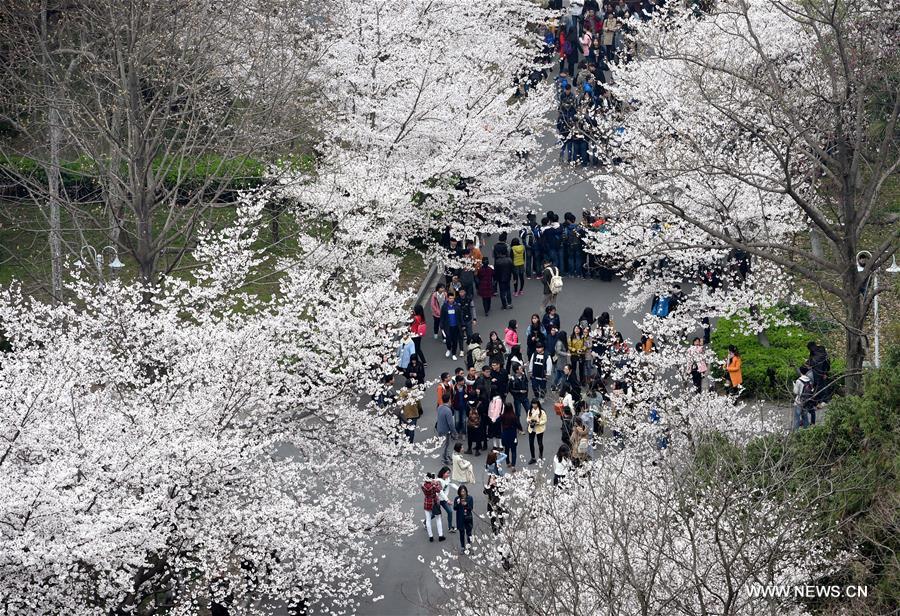 A cherry blossom festival opened here Thursday.