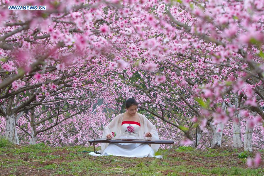 #CHINA-SICHUAN-PEACH BLOSSOM(CN)