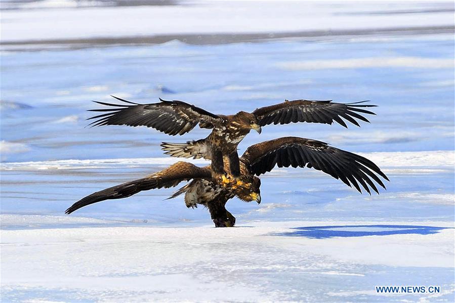 Wild geese fly over the Jingxin Wetland in northeast China's Jilin Province, March 17, 2016.