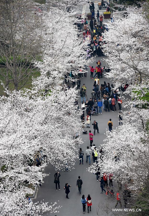 A cherry blossom festival opened here Thursday.