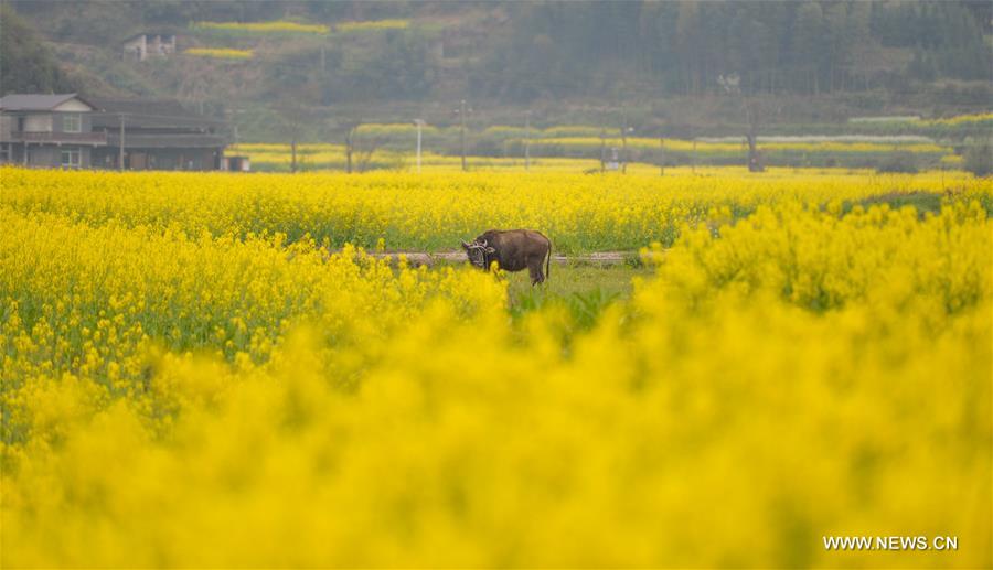 Cattles graze in the fields in Ruoshui Township of Huitong County, central China's Hunan Province, March 17, 2016