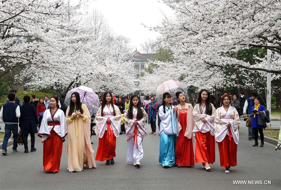 A cherry blossom festival opened here Thursday.