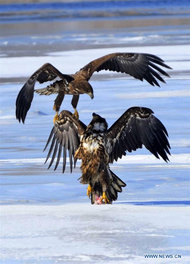 Wild geese fly over the Jingxin Wetland in northeast China's Jilin Province, March 17, 2016.