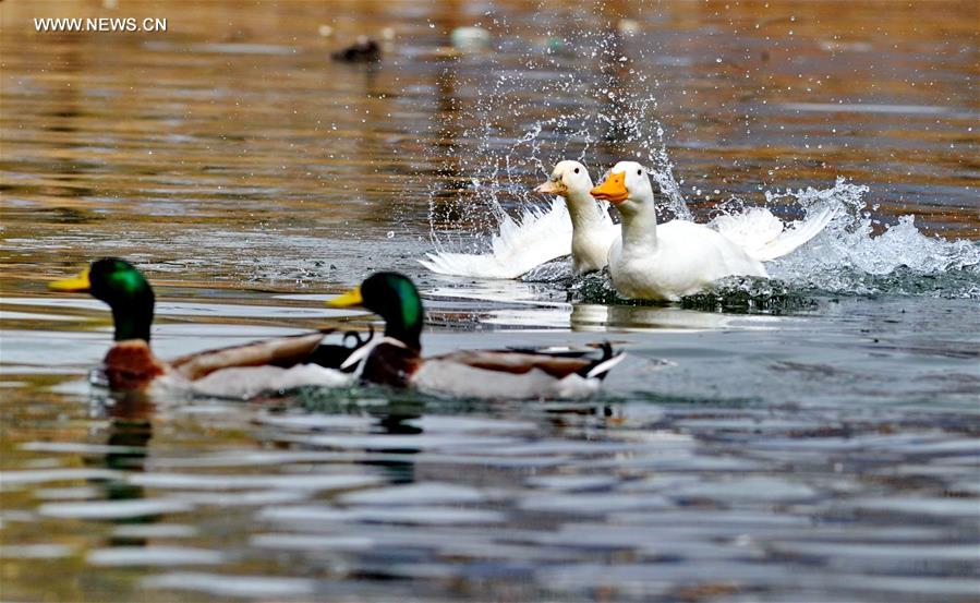 CHINA-LALU WETLAND-BIO DIVERSITY (CN)