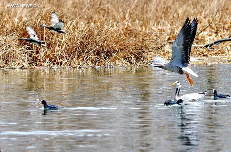 CHINA-LALU WETLAND-BIO DIVERSITY (CN)