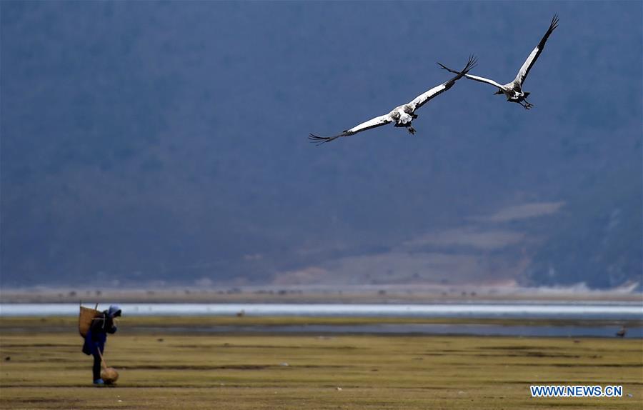 CHINA-YUNNAN-SHANGRI-LA-BLACK-NECKED CRANES (CN)