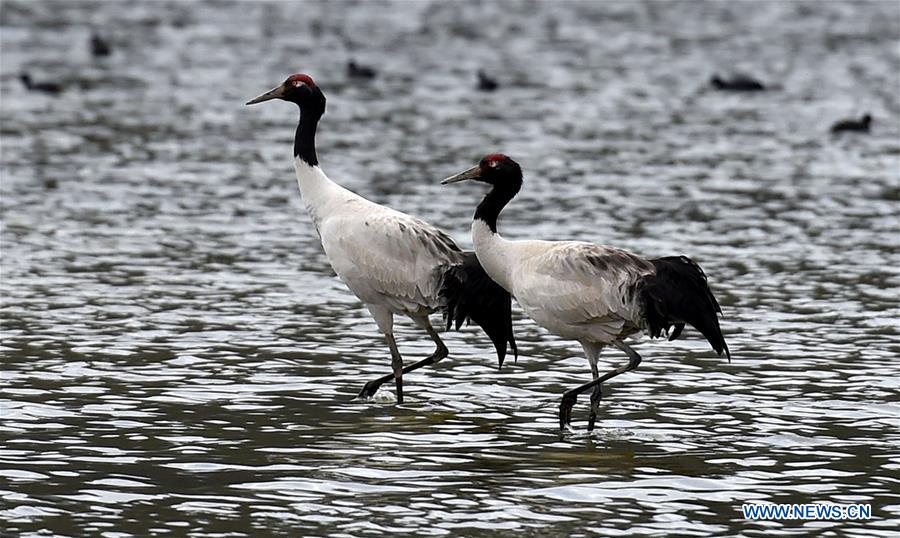CHINA-YUNNAN-SHANGRI-LA-BLACK-NECKED CRANES (CN)