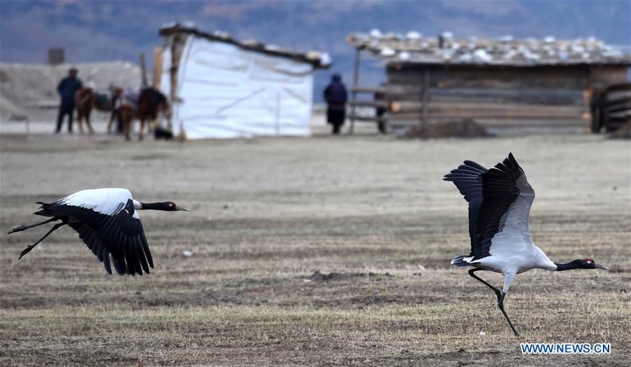 CHINA-YUNNAN-SHANGRI-LA-BLACK-NECKED CRANES (CN)
