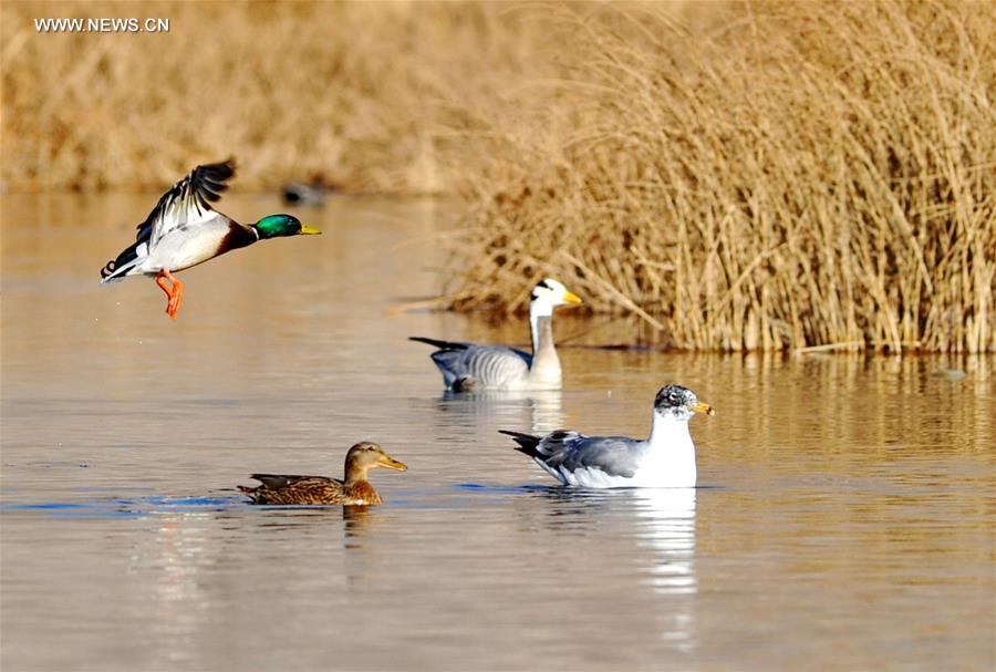 CHINA-LALU WETLAND-BIO DIVERSITY (CN)