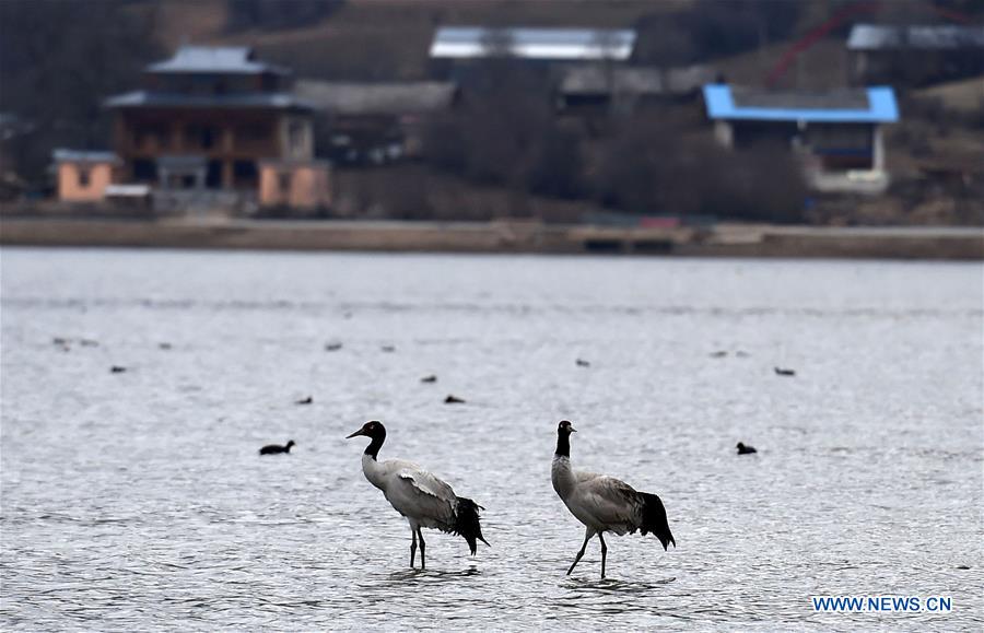 CHINA-YUNNAN-SHANGRI-LA-BLACK-NECKED CRANES (CN)