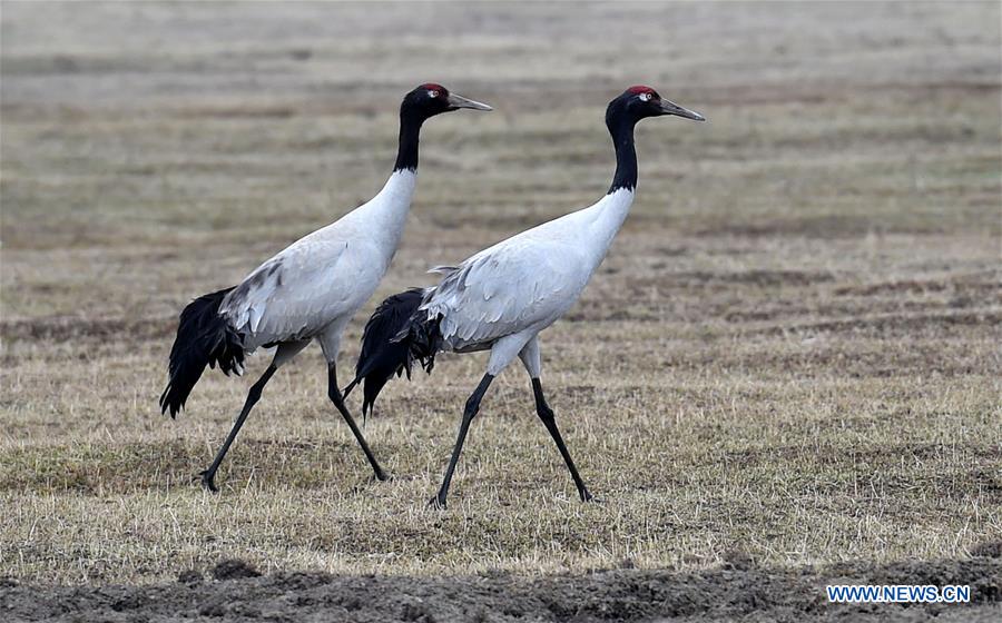 CHINA-YUNNAN-SHANGRI-LA-BLACK-NECKED CRANES (CN)