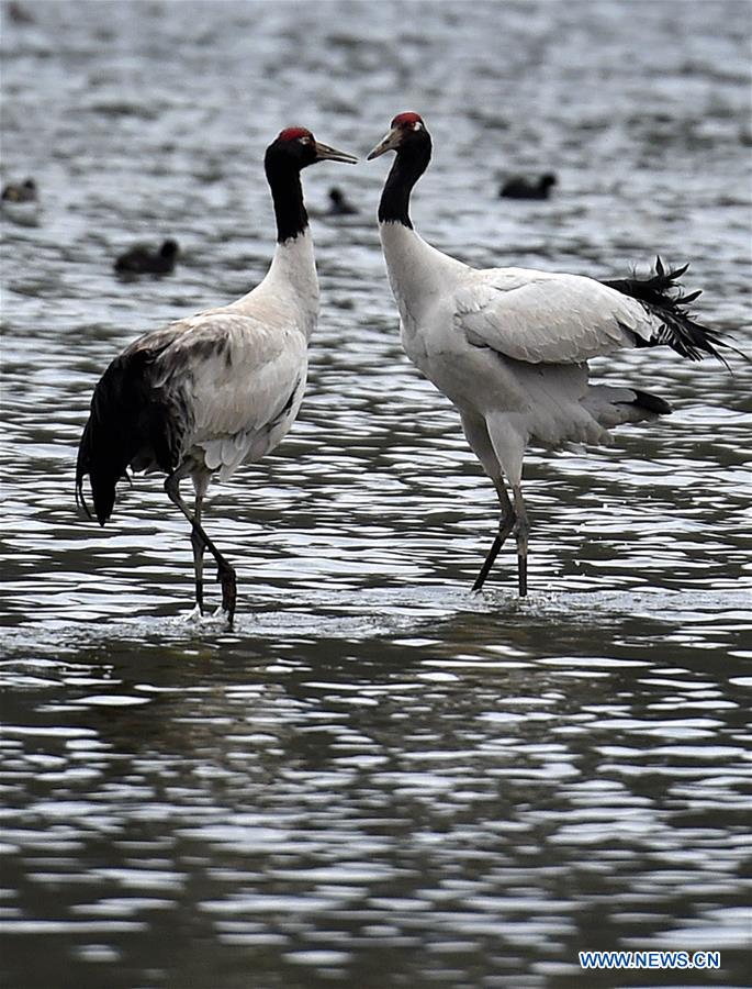 CHINA-YUNNAN-SHANGRI-LA-BLACK-NECKED CRANES (CN)
