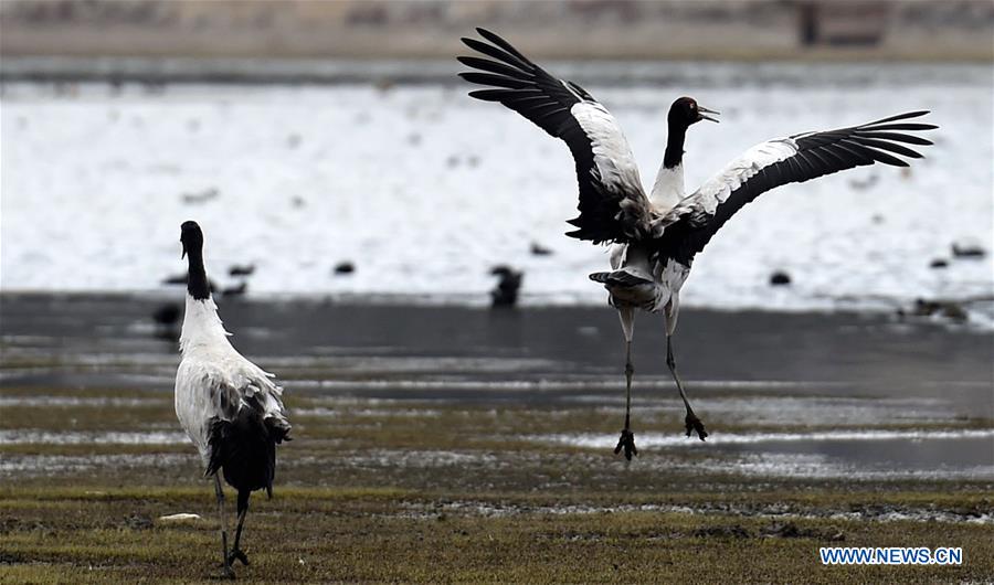 CHINA-YUNNAN-SHANGRI-LA-BLACK-NECKED CRANES (CN)