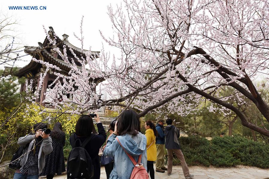 CHINA-BEIJING-CHERRY BLOSSOM (CN)