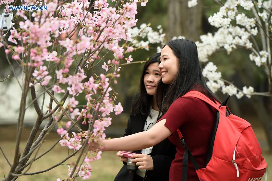 CHINA-BEIJING-CHERRY BLOSSOM (CN)