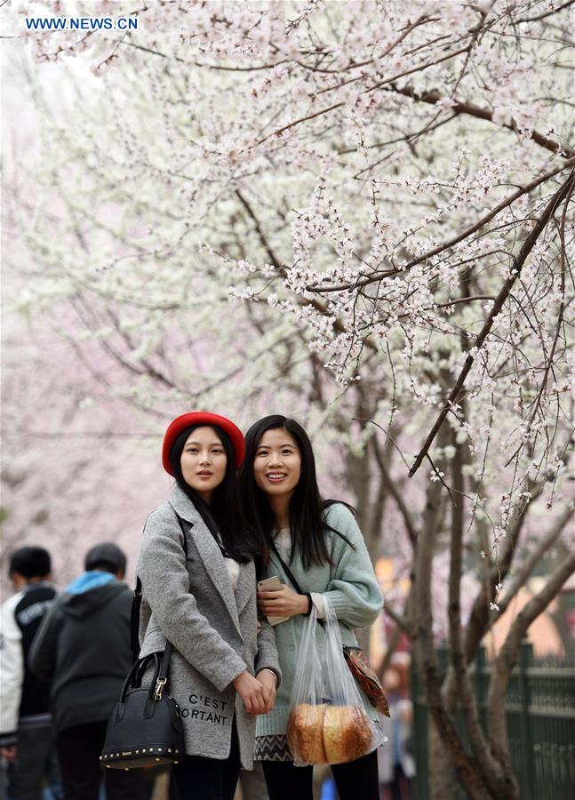 CHINA-BEIJING-CHERRY BLOSSOM (CN)