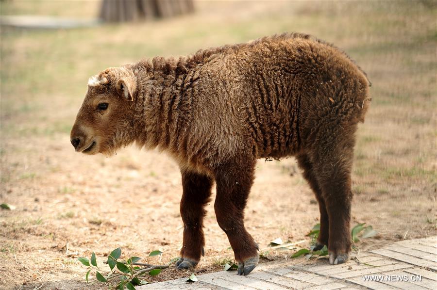 The 45-day golden takin cub is the first breeding of takin at the Zoo. The golden takin is an endangered goat-antelope native to China. 