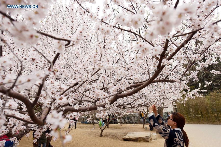 CHINA-BEIJING-CHERRY BLOSSOM (CN)