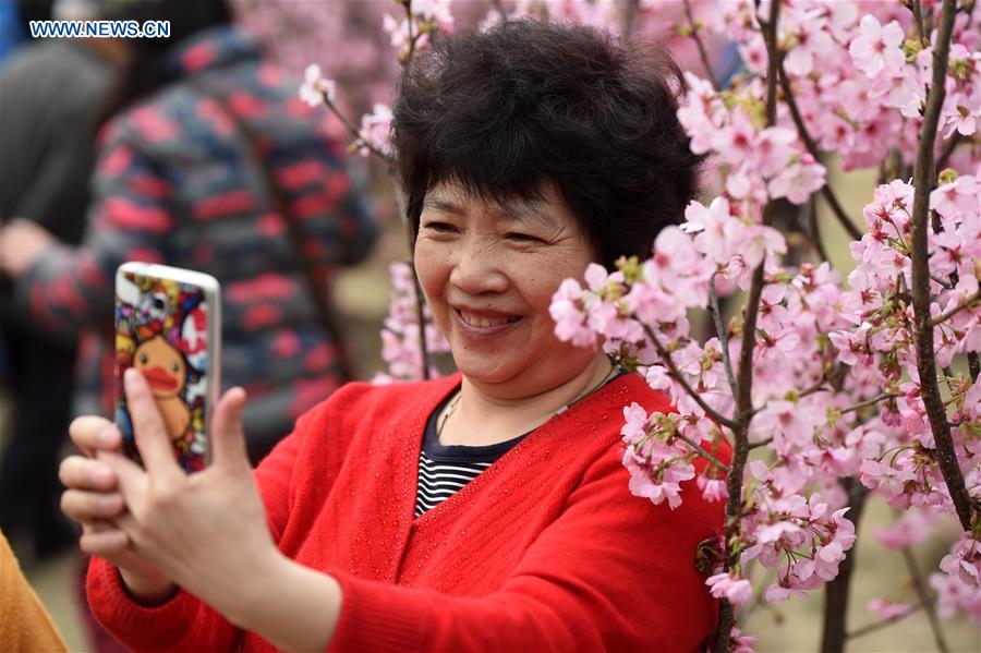 CHINA-BEIJING-CHERRY BLOSSOM (CN)