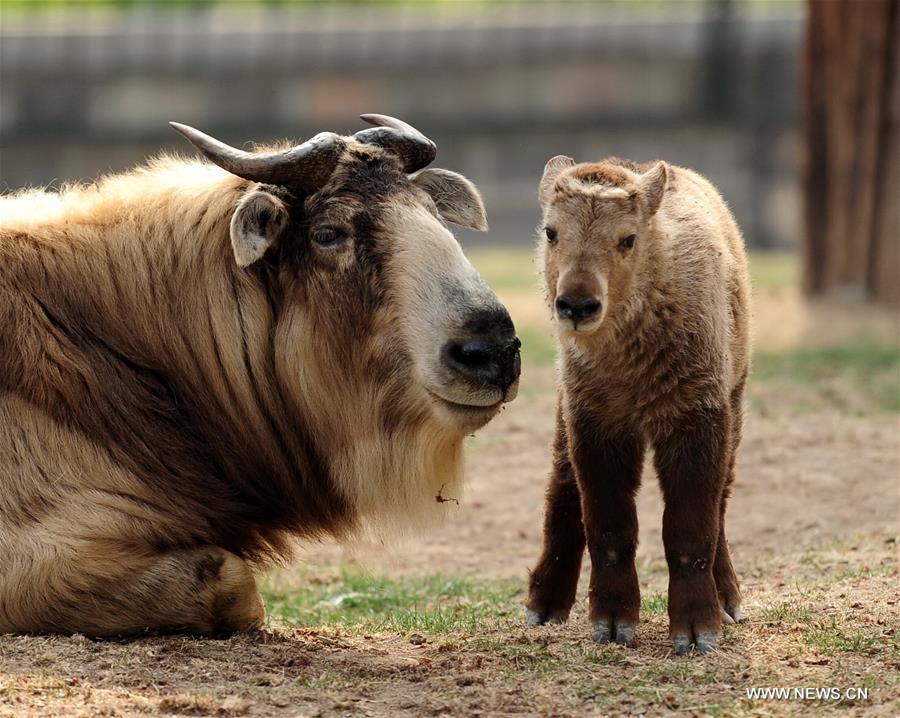 The 45-day golden takin cub is the first breeding of takin at the Zoo. The golden takin is an endangered goat-antelope native to China. 