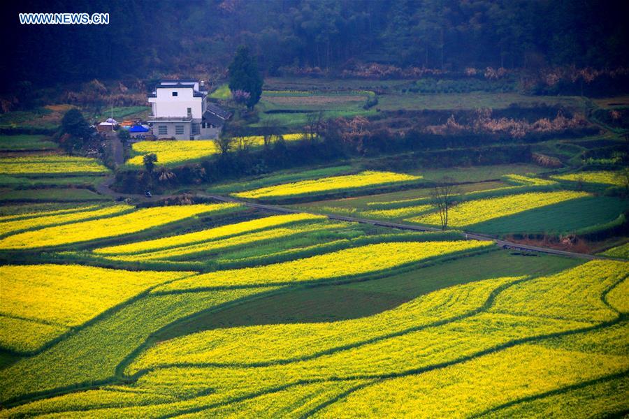 #CHINA-ANHUI-HUANGSHAN-SCENERY (CN)