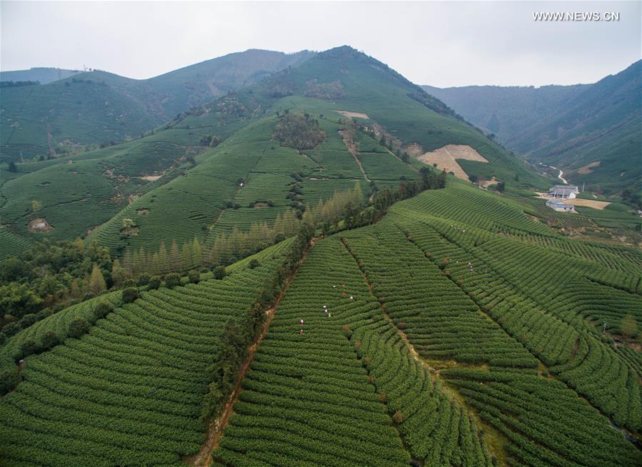 Tea farmers pick tea leaves at a Baicha green tea garden in Xilong Township of Anji County, east China's Zhejiang Province, March 23, 2016. 