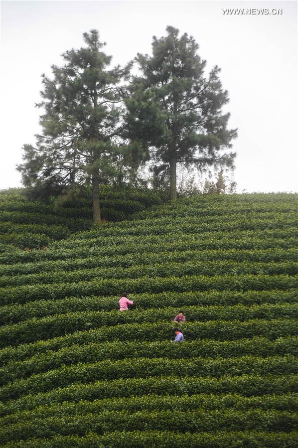  Tea farmers pick up tea leaves at a Baicha green tea garden in Xilong Township of Anji County, east China's Zhejiang Province, March 23, 2016. 