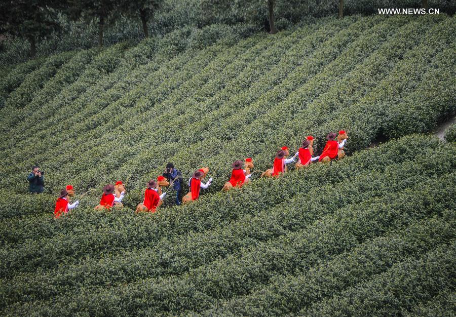 Tea farmers perform traditional 'Bamboo Horse Lights' to celebrate harvest season at a Baicha green tea garden in Xilong Township of Anji County, east China's Zhejiang Province, March 23, 2016. 