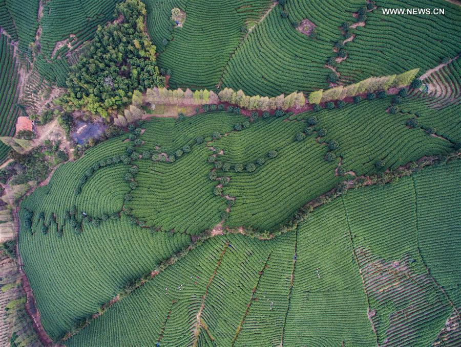 An aerial photo taken on March 23, 2016 shows Baicha green tea gardens in Xilong Township of Anji County, east China's Zhejiang Province.