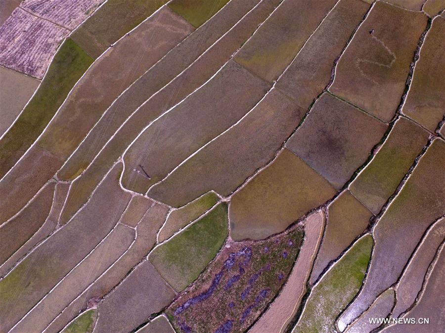 #CHINA-GUANGXI-BOSE-FARMING (CN)