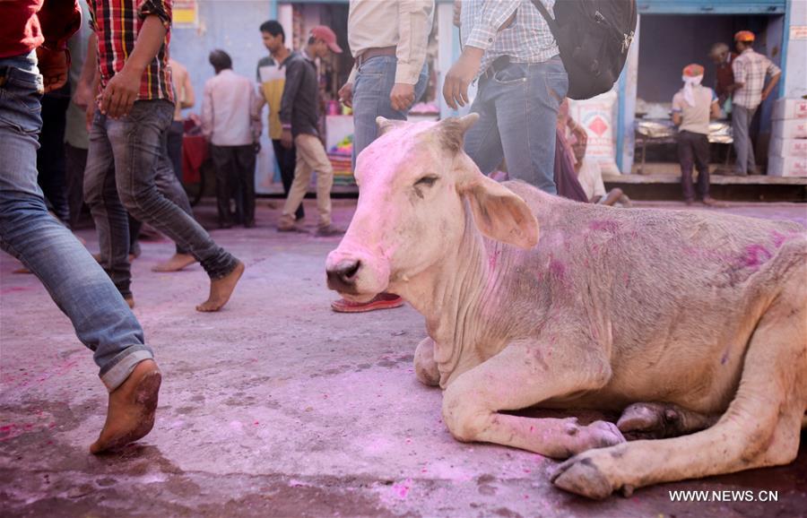 INDIA-VRINDAVAN-HOLI-STREET CELEBRATION