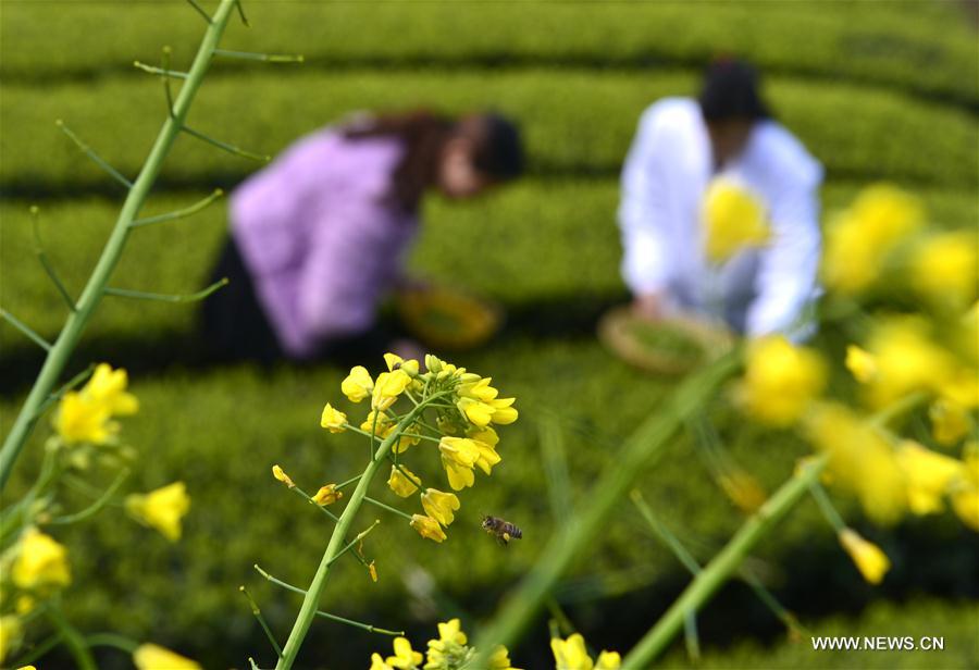 #CHINA-HUBEI-ENSHI-TEA HARVEST (CN)