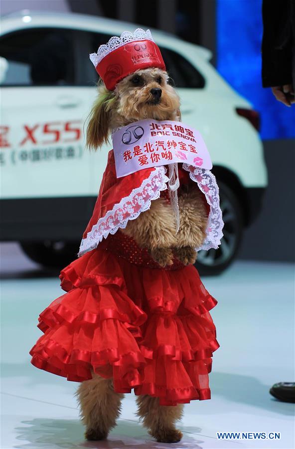 A dog model gestures at the opening of the 25th Ningbo International Auto Expo in Ningbo, east China's Zhejiang Province, March 25, 2015.