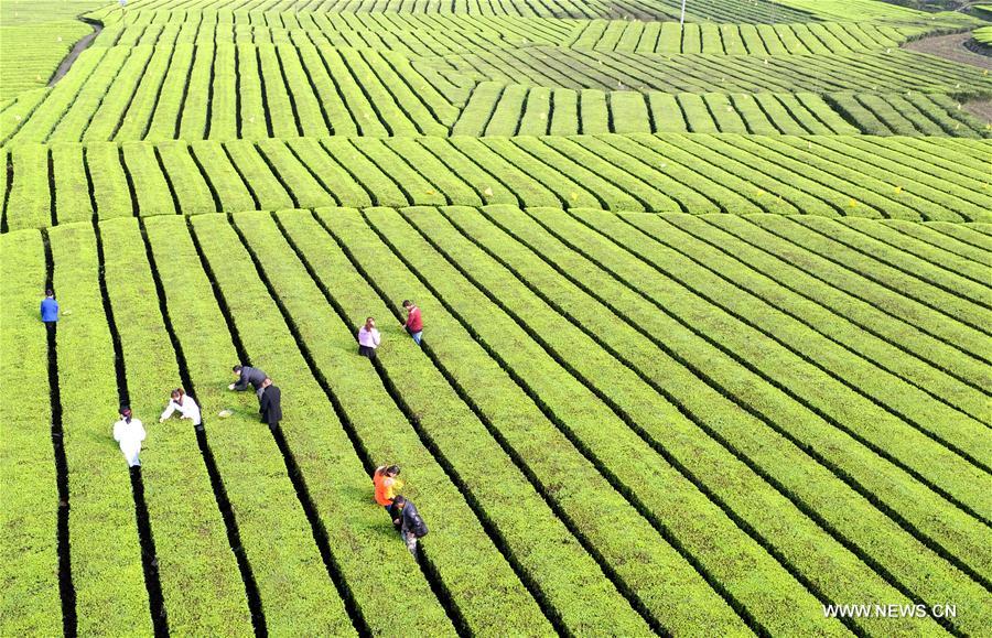 #CHINA-HUBEI-ENSHI-TEA HARVEST (CN)