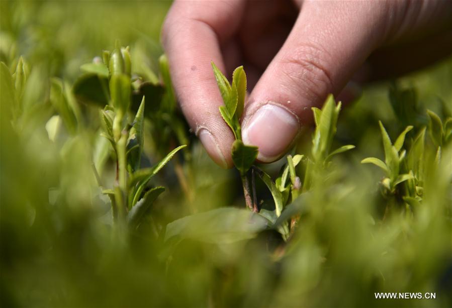 #CHINA-HUBEI-ENSHI-TEA HARVEST (CN)