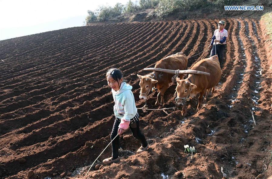 LUOPING, March 26, 2016 (Xinhua) -- Local peasants plow and sow with cows in their farmland during the plow-and-sow season in Luoping County,southwest China's Yunnan Province, March 25, 2016. (Xinhua/Yang Zongyou) 