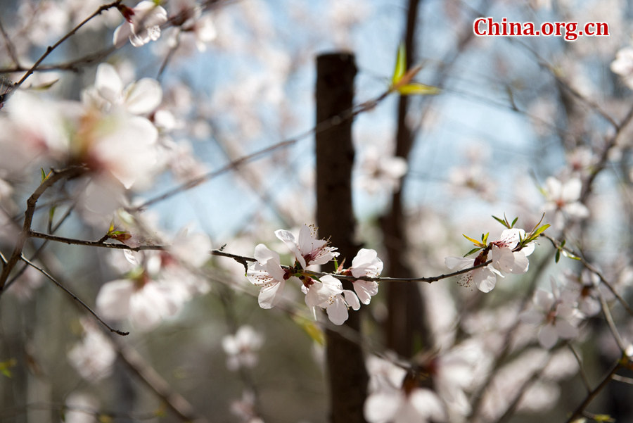 Tourists flock to Yuyuantan Park in downtown Beijing on Wednesday to have a view of the blossoming cherry flowers. [Photo by Chen Boyuan / China.org.cn]