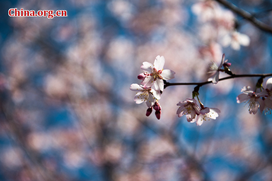 Tourists flock to Yuyuantan Park in downtown Beijing on Wednesday to have a view of the blossoming cherry flowers. [Photo by Chen Boyuan / China.org.cn]