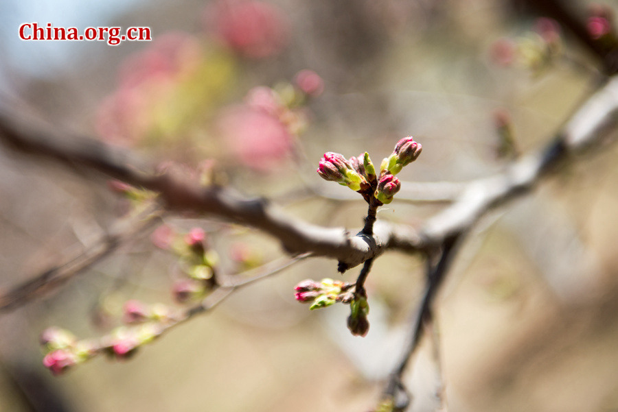 Tourists flock to Yuyuantan Park in downtown Beijing on Wednesday to have a view of the blossoming cherry flowers. [Photo by Chen Boyuan / China.org.cn]