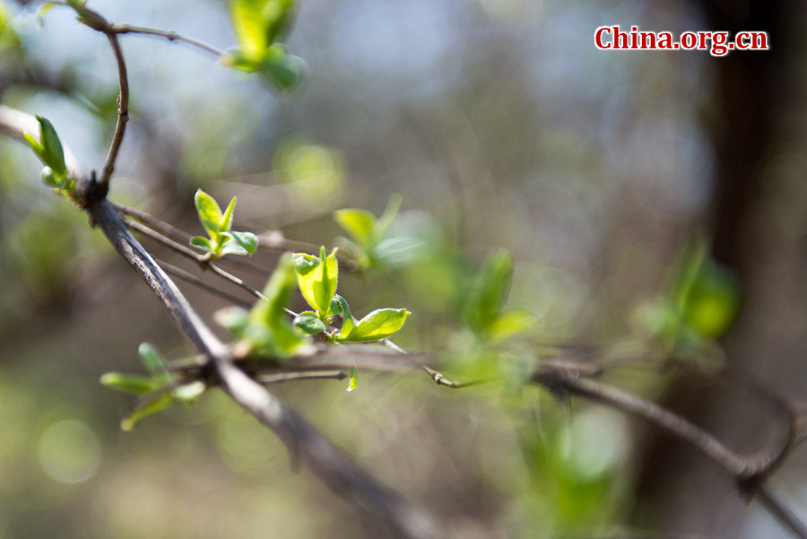 Tourists flock to Yuyuantan Park in downtown Beijing on Wednesday to have a view of the blossoming cherry flowers. [Photo by Chen Boyuan / China.org.cn]