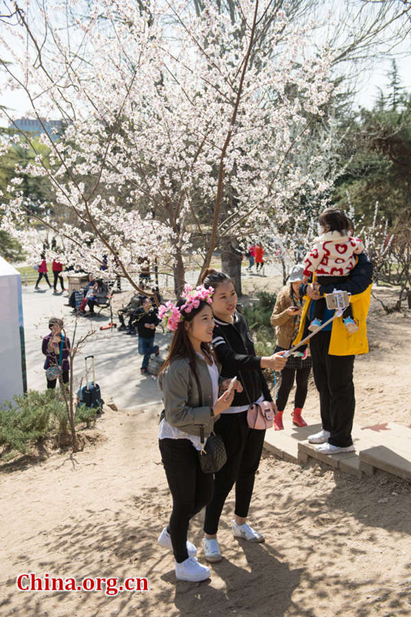 Tourists flock to Yuyuantan Park in downtown Beijing on Wednesday to have a view of the blossoming cherry flowers. [Photo by Chen Boyuan / China.org.cn]