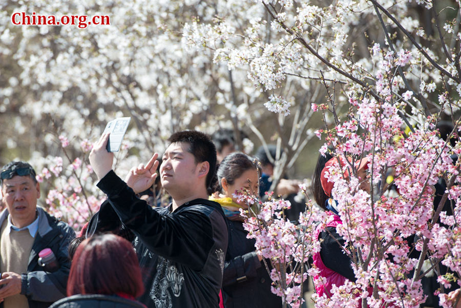 Tourists flock to Yuyuantan Park in downtown Beijing on Wednesday to have a view of the blossoming cherry flowers. [Photo by Chen Boyuan / China.org.cn]