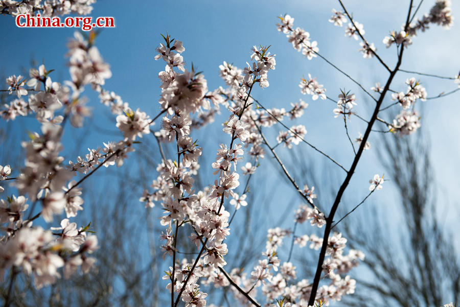 Tourists flock to Yuyuantan Park in downtown Beijing on Wednesday to have a view of the blossoming cherry flowers. [Photo by Chen Boyuan / China.org.cn]