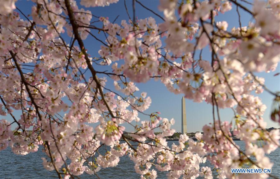 Washington Monument is seen through cherry blossoms on the edge of the Tidal Basin in Washington D.C., capital of the United States, March 26, 2016.
