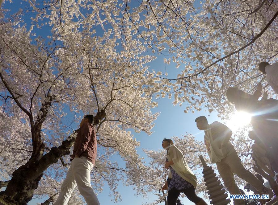 Washington Monument is seen through cherry blossoms on the edge of the Tidal Basin in Washington D.C., capital of the United States, March 26, 2016.