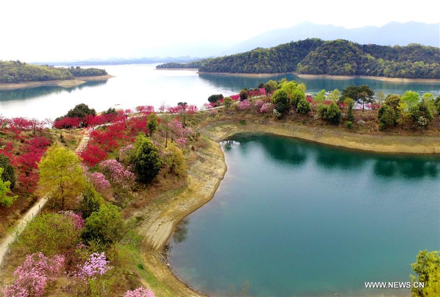 Flowers are in full bloom at Xihai Huayuan Valley scenic spot on the Lunshan Mountain in Wuning County, east China's Jiangxi Province, March 26, 2016
