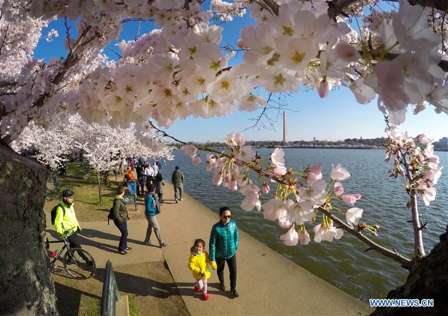 Washington Monument is seen through cherry blossoms on the edge of the Tidal Basin in Washington D.C., capital of the United States, March 26, 2016.