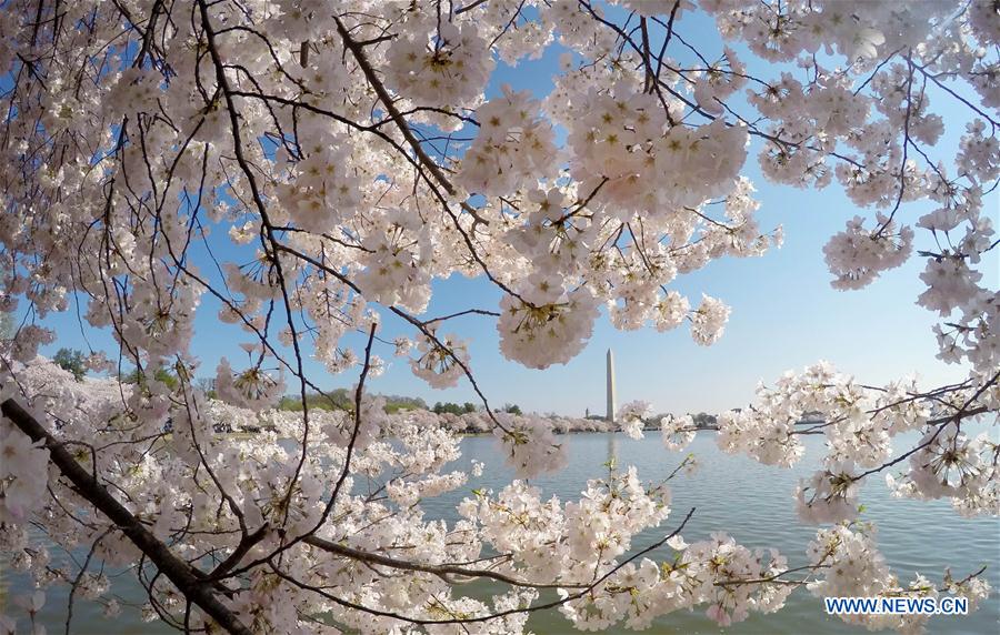 Washington Monument is seen through cherry blossoms on the edge of the Tidal Basin in Washington D.C., capital of the United States, March 26, 2016.