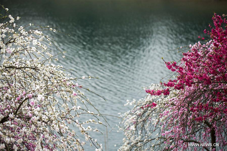 Flowers are in full bloom at Xihai Huayuan Valley scenic spot on the Lunshan Mountain in Wuning County, east China's Jiangxi Province, March 26, 2016