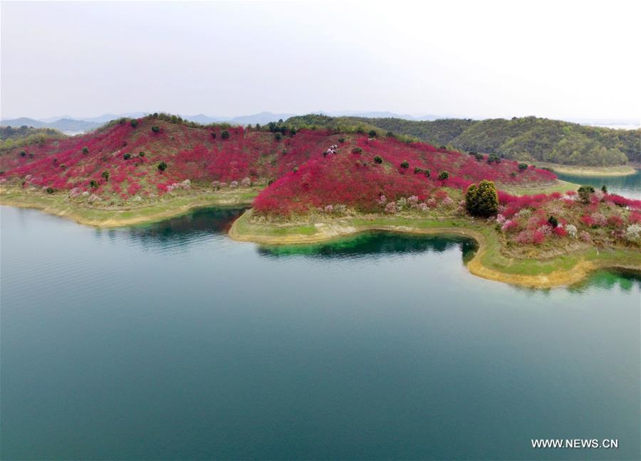 Flowers are in full bloom at Xihai Huayuan Valley scenic spot on the Lunshan Mountain in Wuning County, east China's Jiangxi Province, March 26, 2016